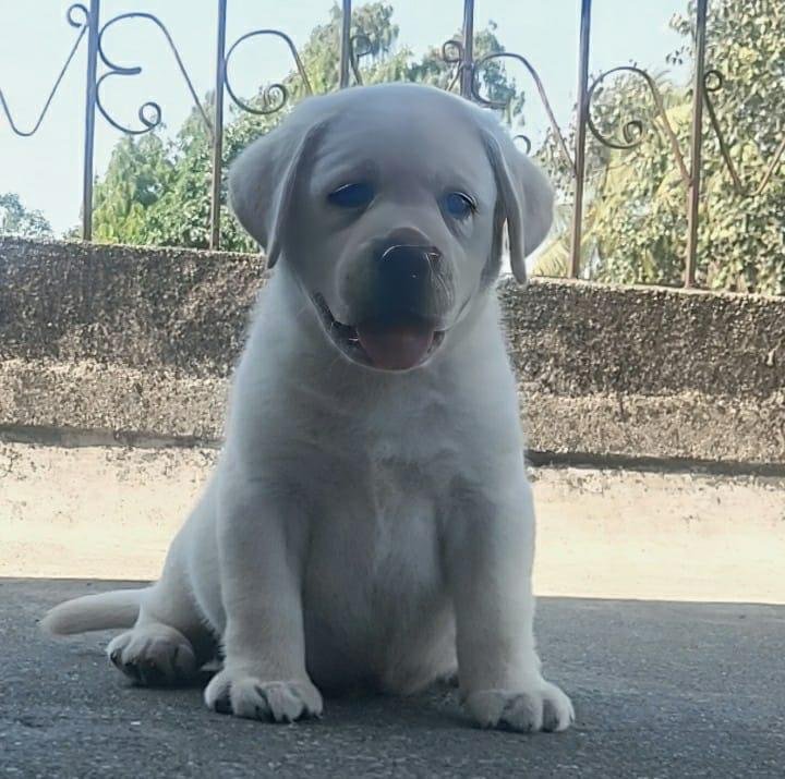 Order Female Labrador Retriever Puppy from Ahmedabad